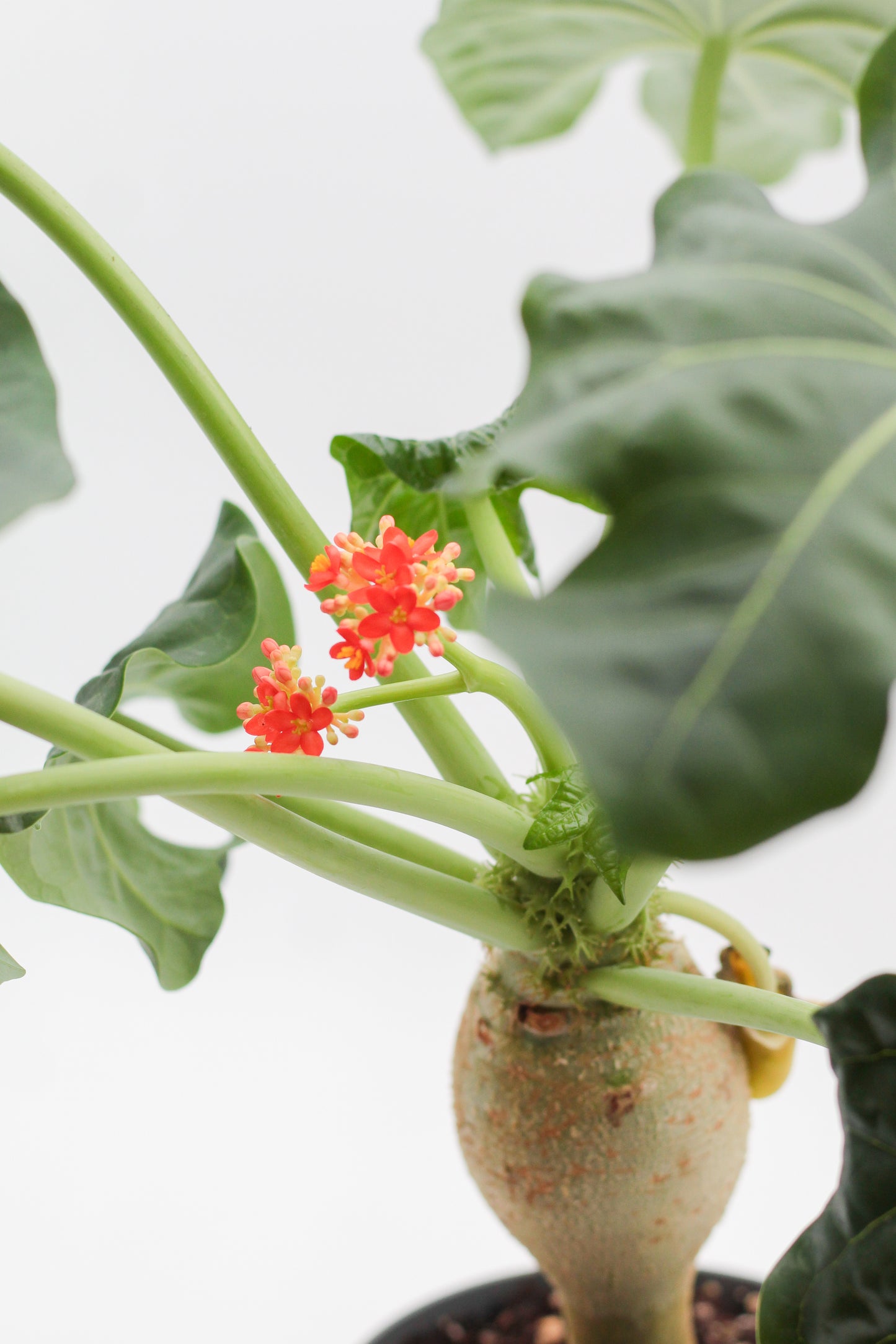 Jatropha podagrica