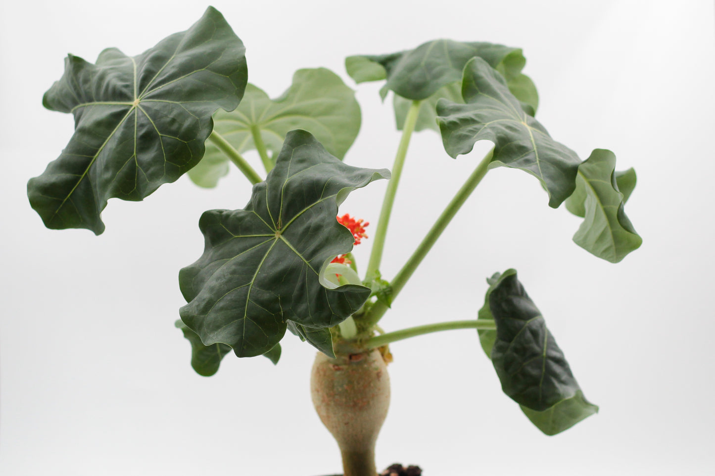 Jatropha podagrica