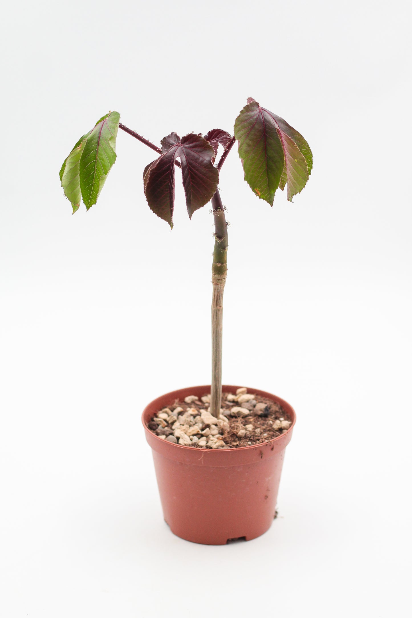 Jatropha gossypiifolia