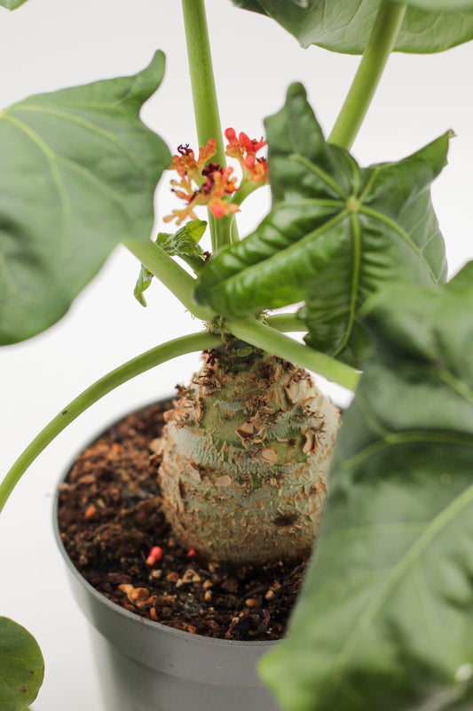 Jatropha podagrica large