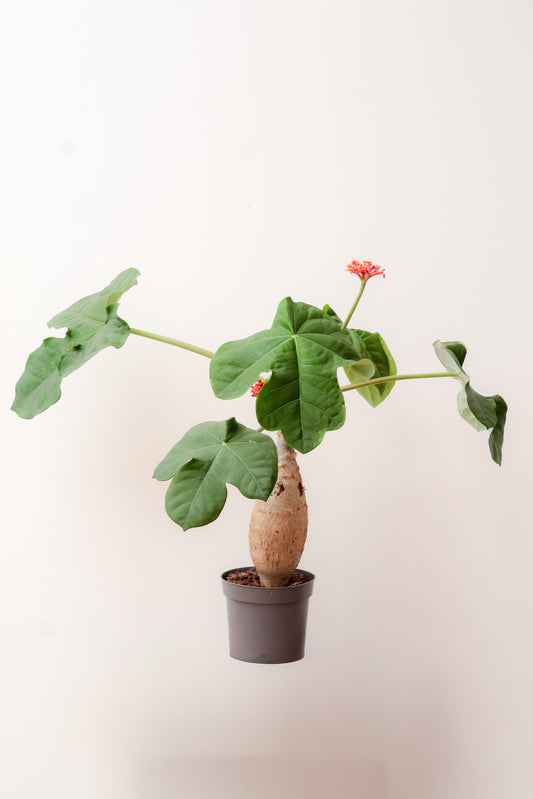 Jatropha podagrica groot