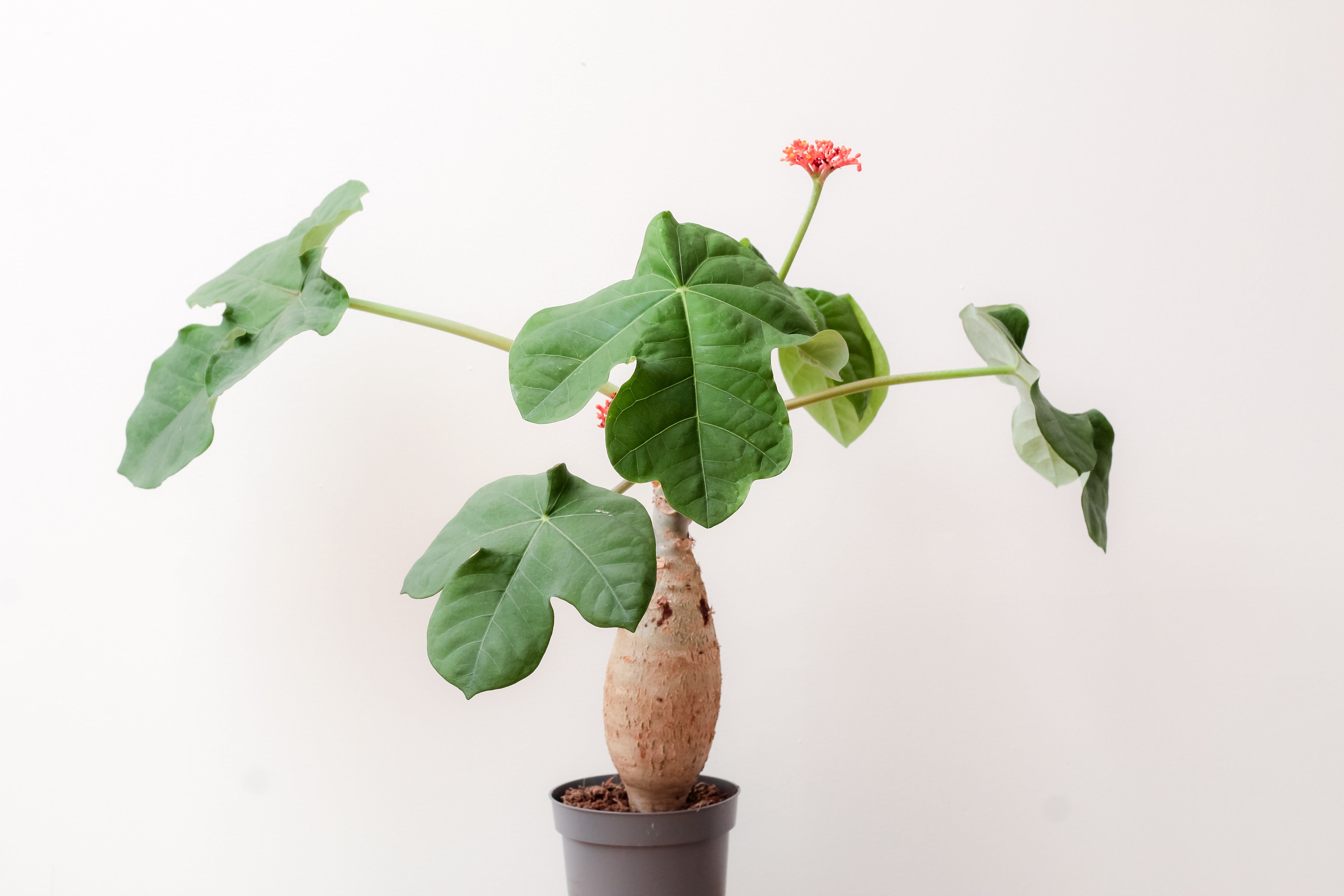 jatropha succulent Jatropha podagrica groot