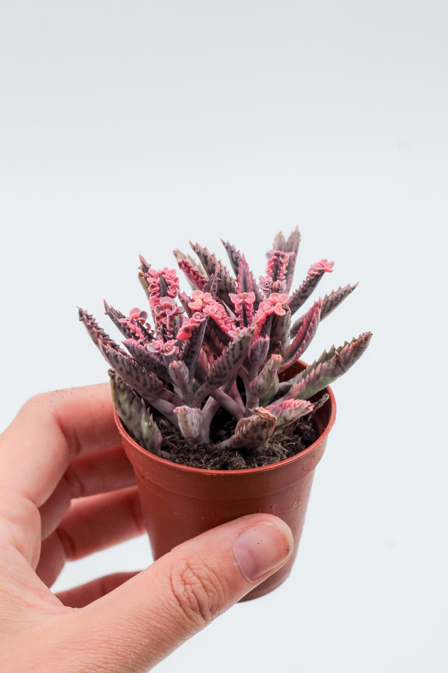 Kalanchoe Daigremontiana "Pink Butterflies"