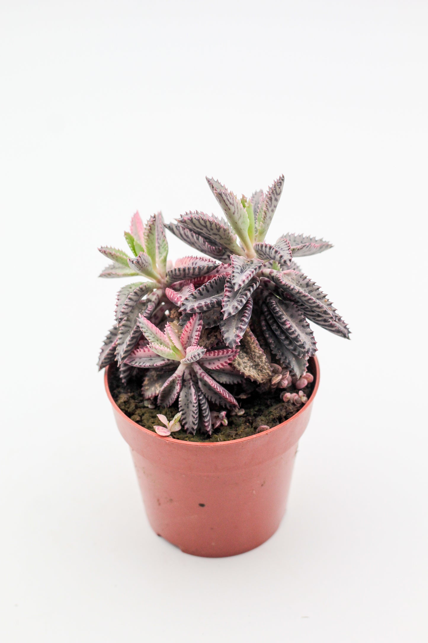 Kalanchoe Daigremontiana "Pink Butterflies"