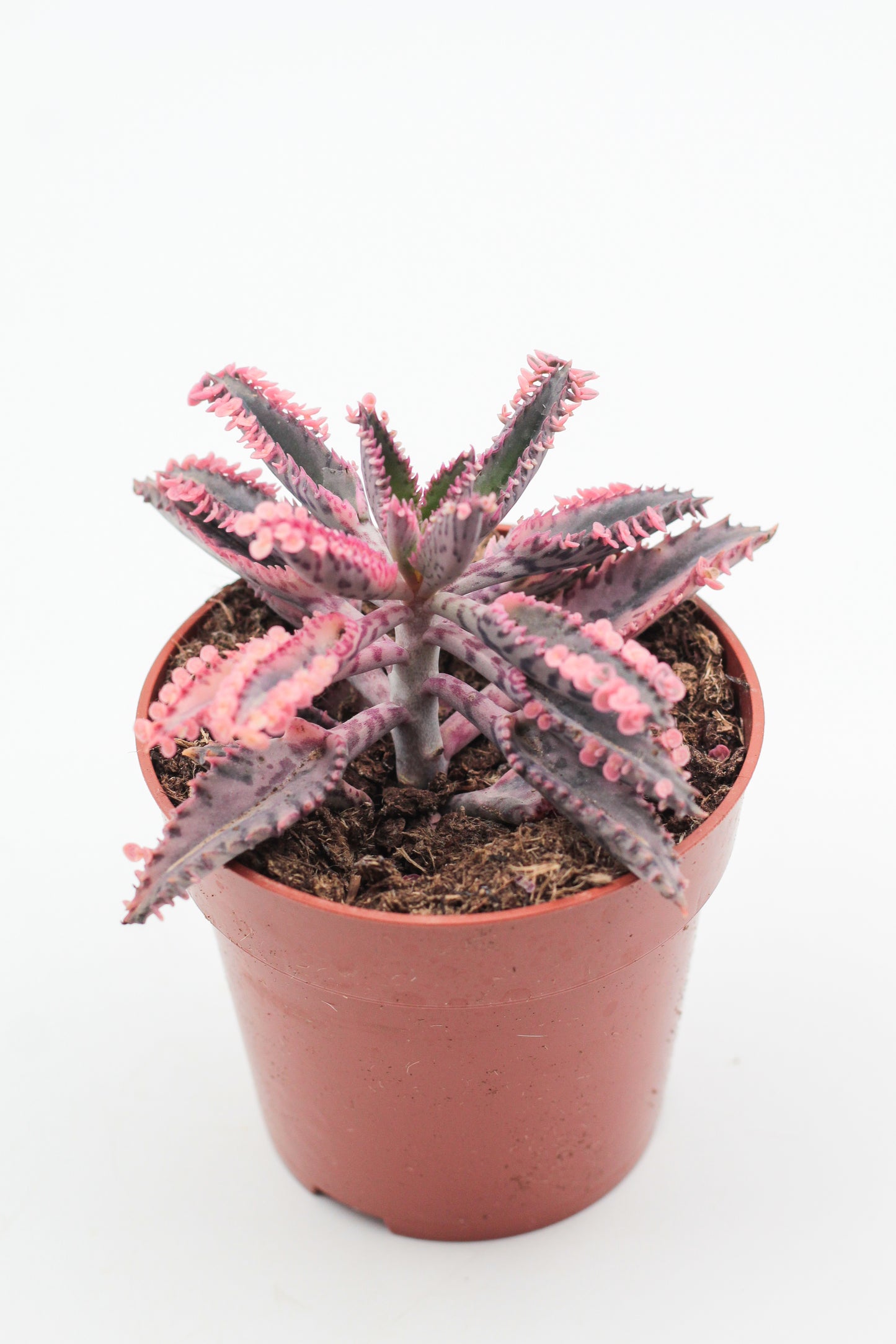 Kalanchoe Daigremontiana "Pink Butterflies"
