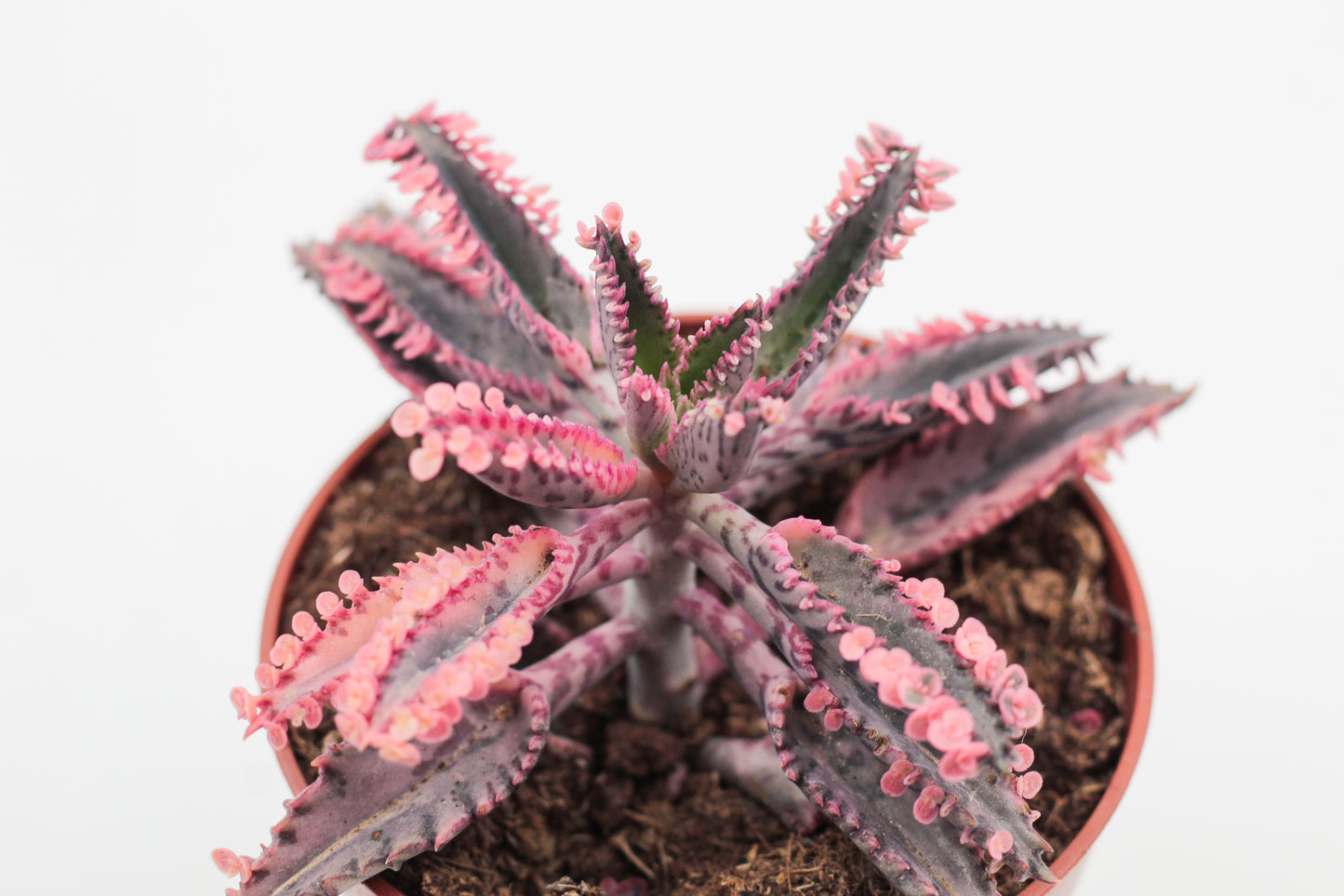 Kalanchoe Daigremontiana "Pink Butterflies"