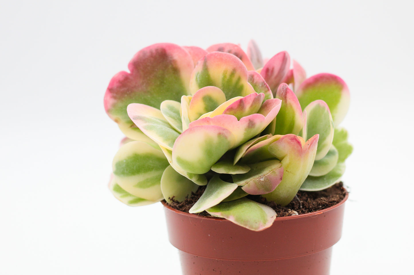 Kalanchoe Thyrsiflora Variagata