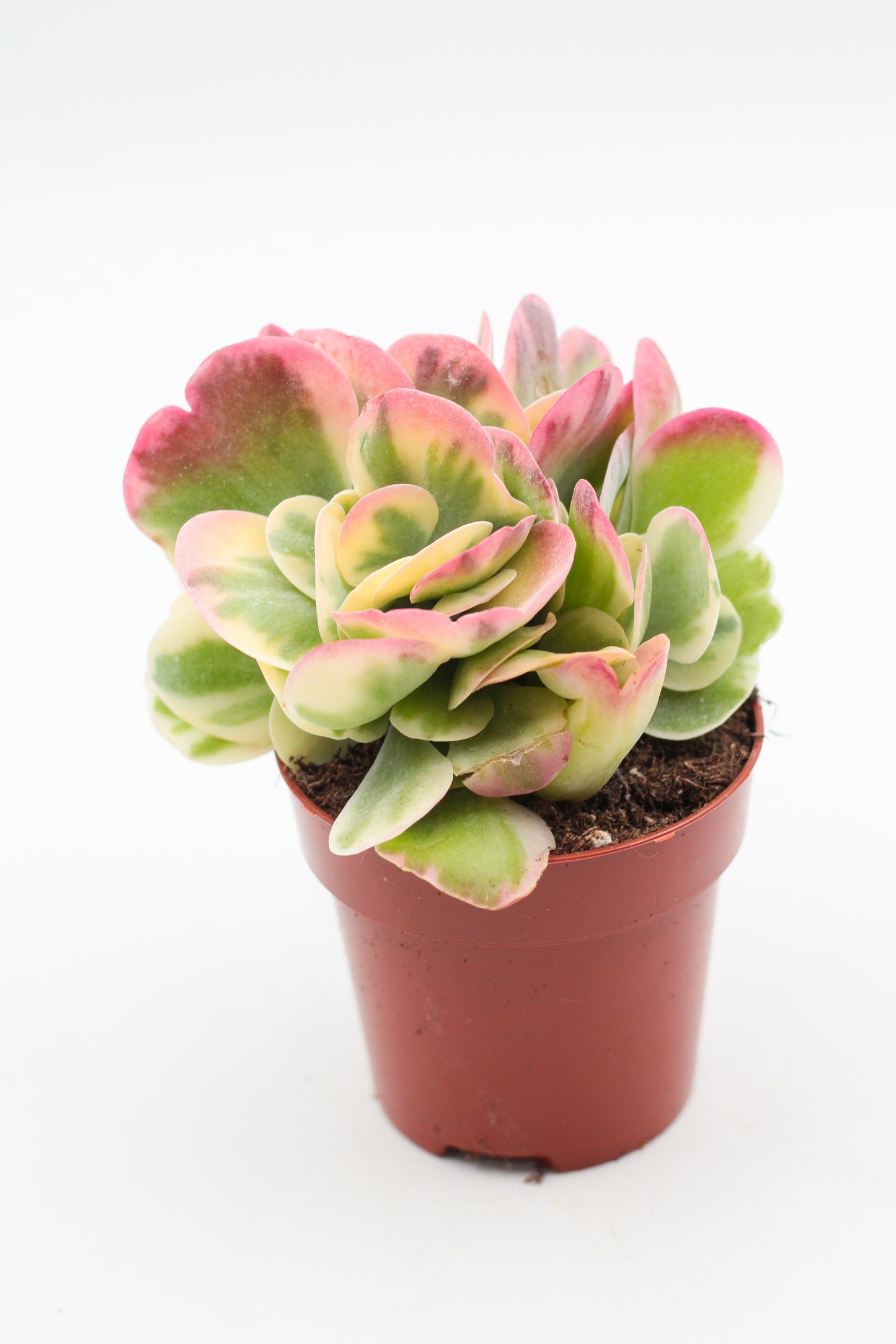 Kalanchoe Thyrsiflora Variagata