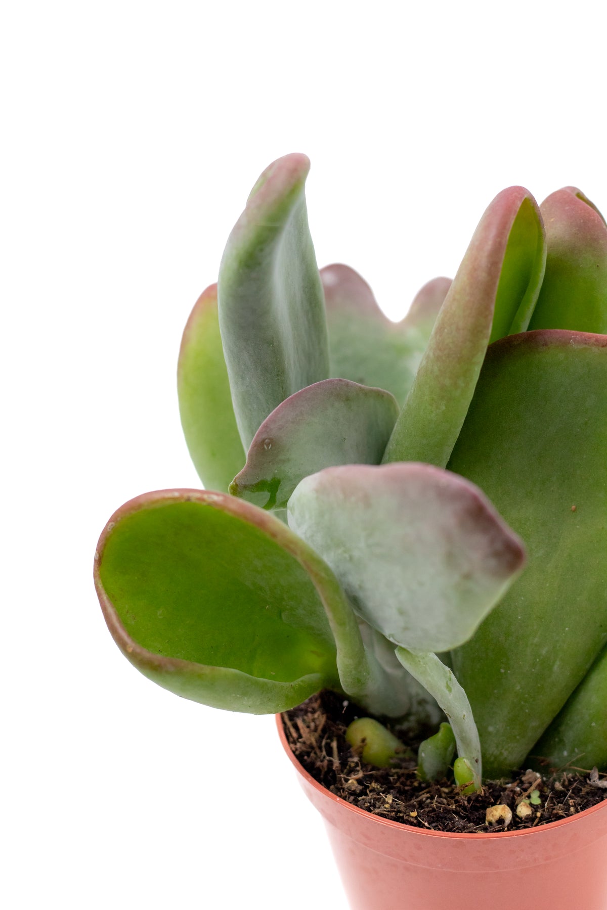 Kalanchoe luciae Oricula
