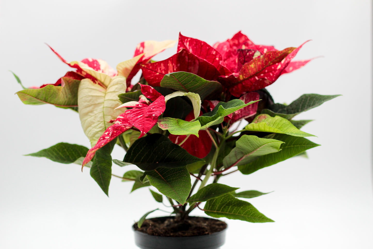 Euphorbia pulcherrima Kerstster