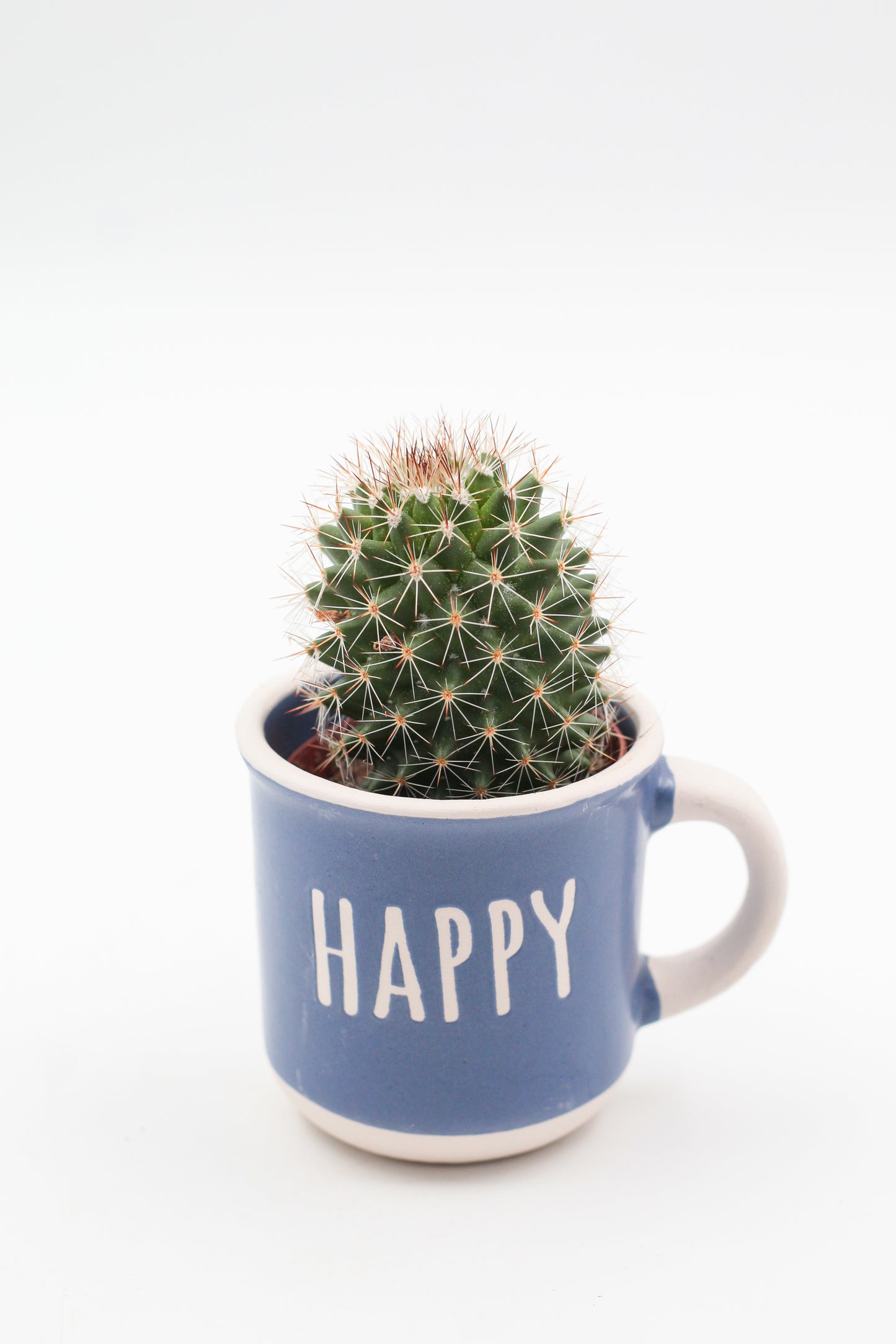Koffiemok met vetplant of cactus – leuk cadeau voor op kantoor of werkplek - Origineel groen cadeau
