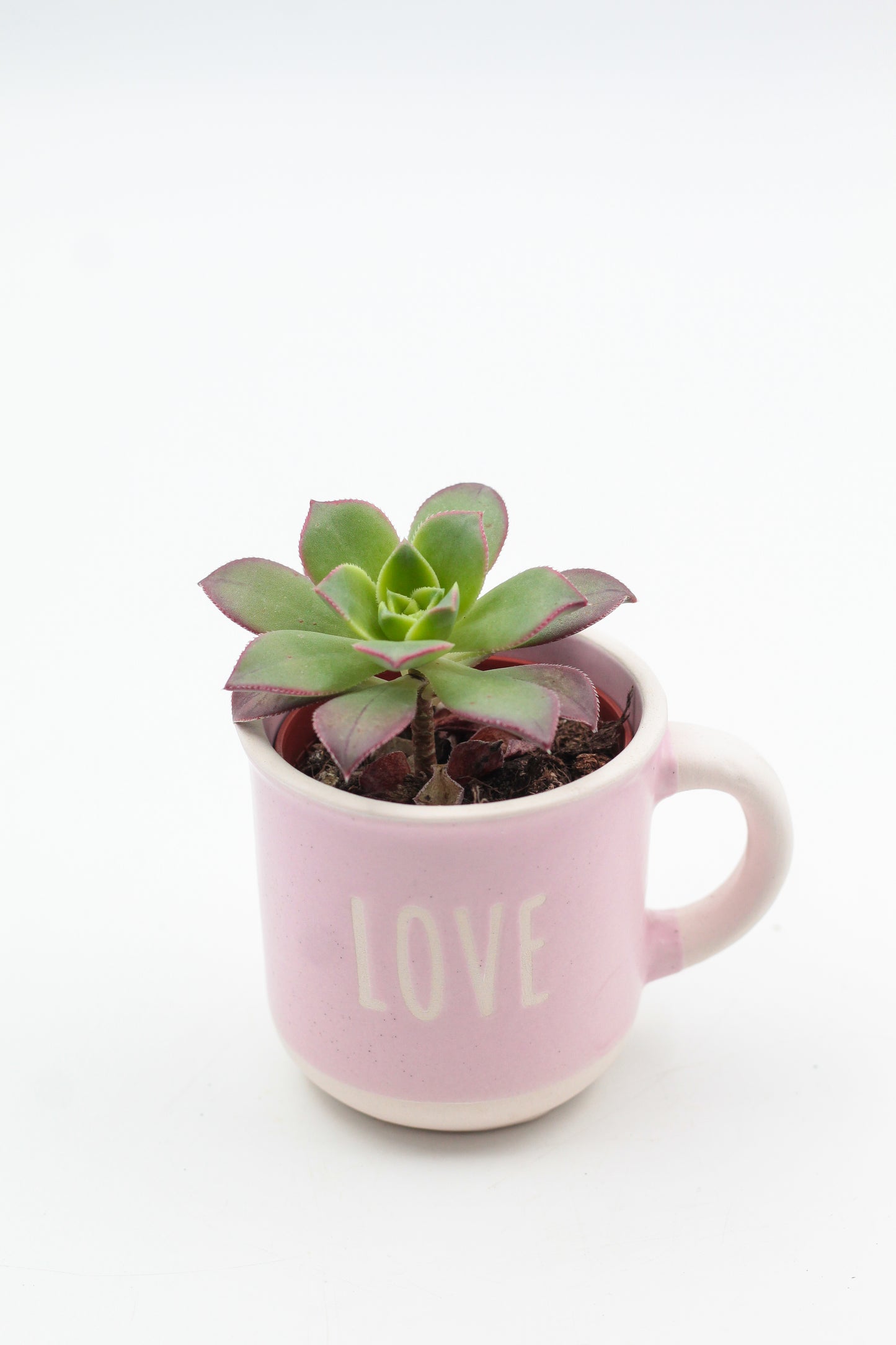 Koffiemok met vetplant of cactus – leuk cadeau voor op kantoor of werkplek - Origineel groen cadeau