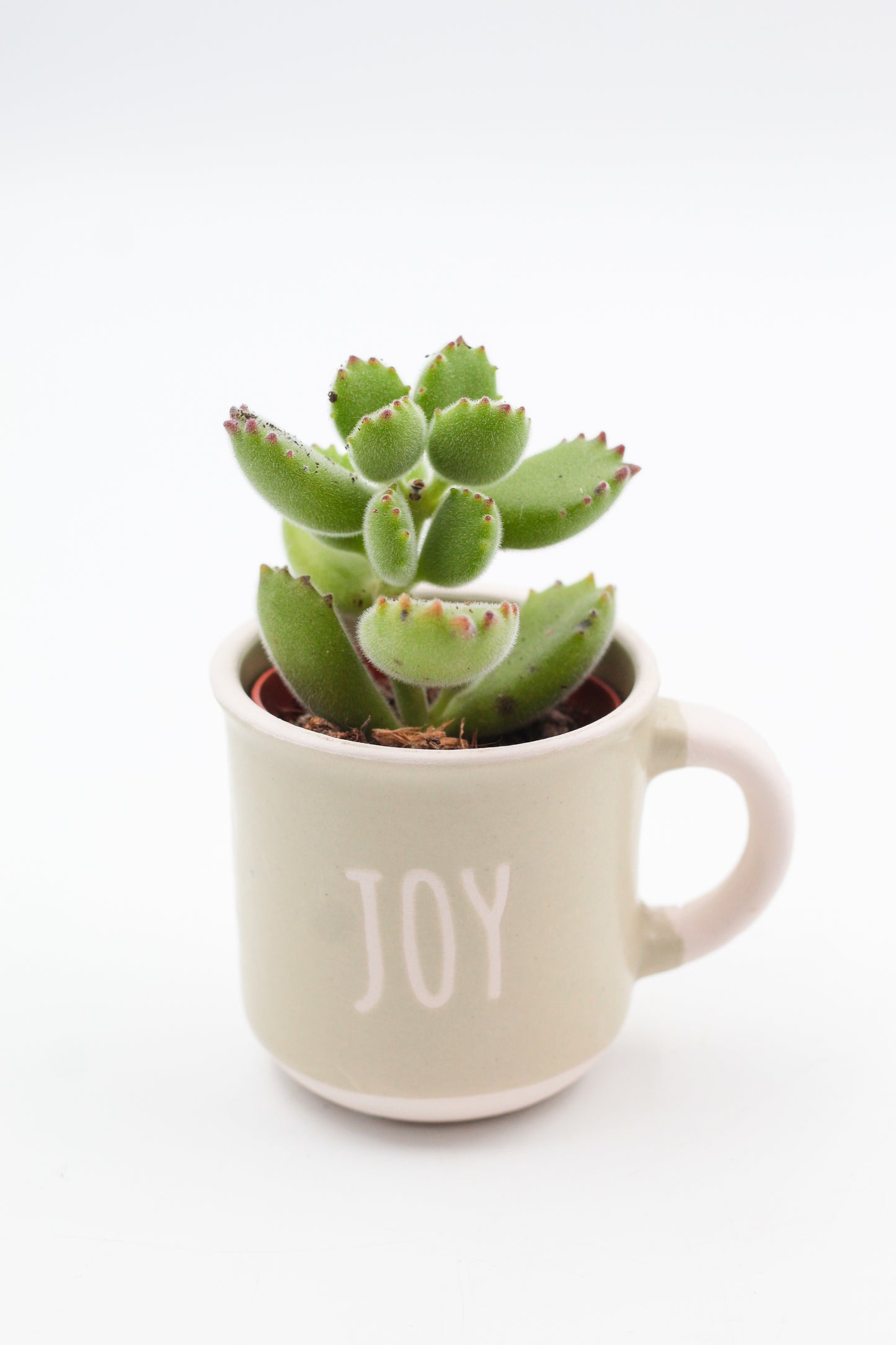 Koffiemok met vetplant of cactus – leuk cadeau voor op kantoor of werkplek - Origineel groen cadeau