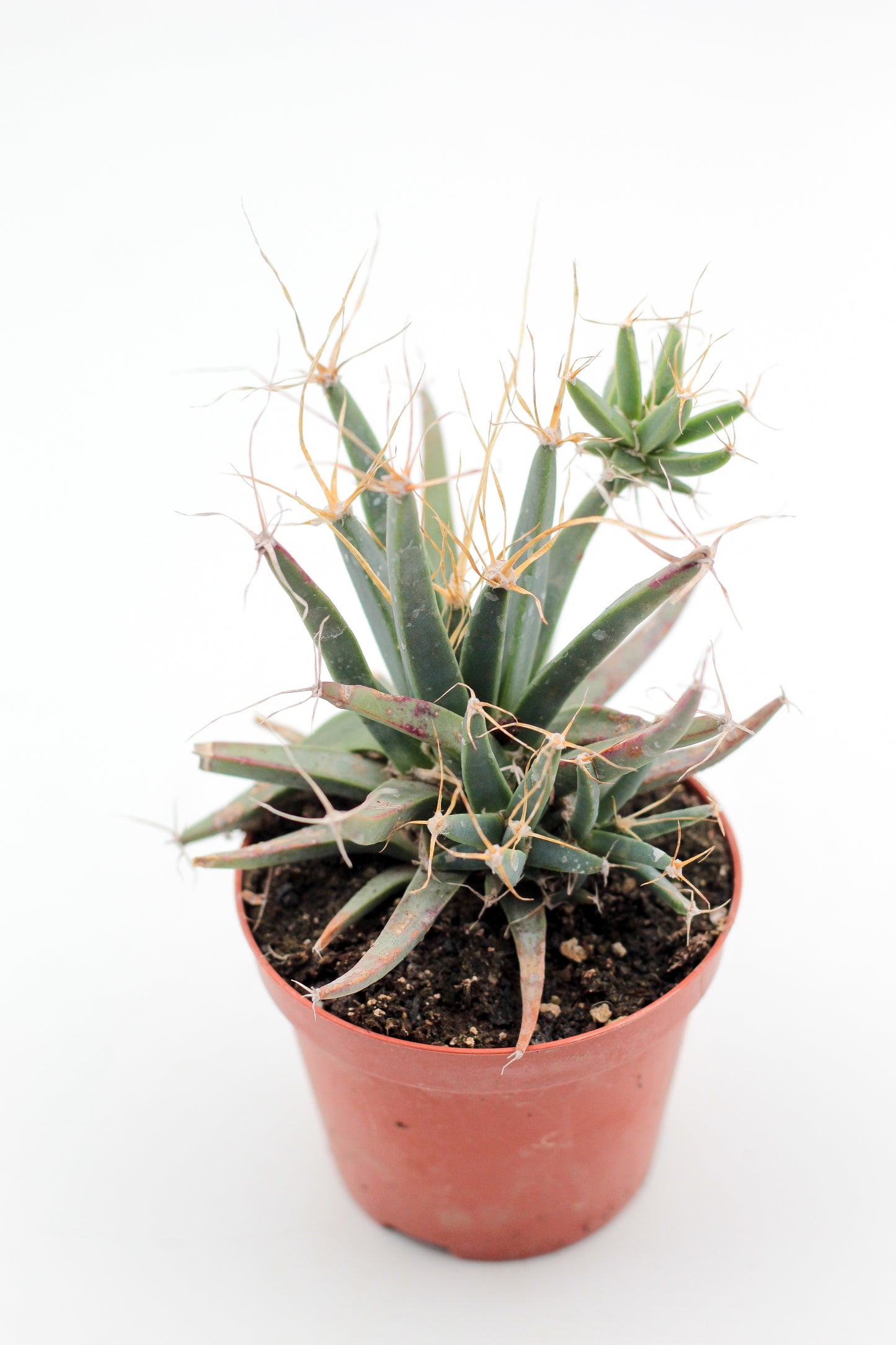 Leuchtenbergia principes