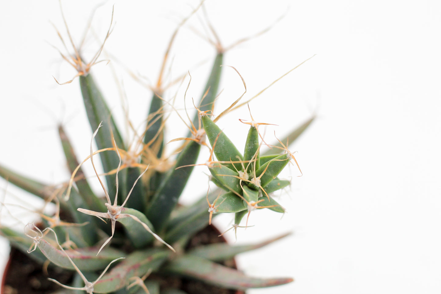 Leuchtenbergia principes