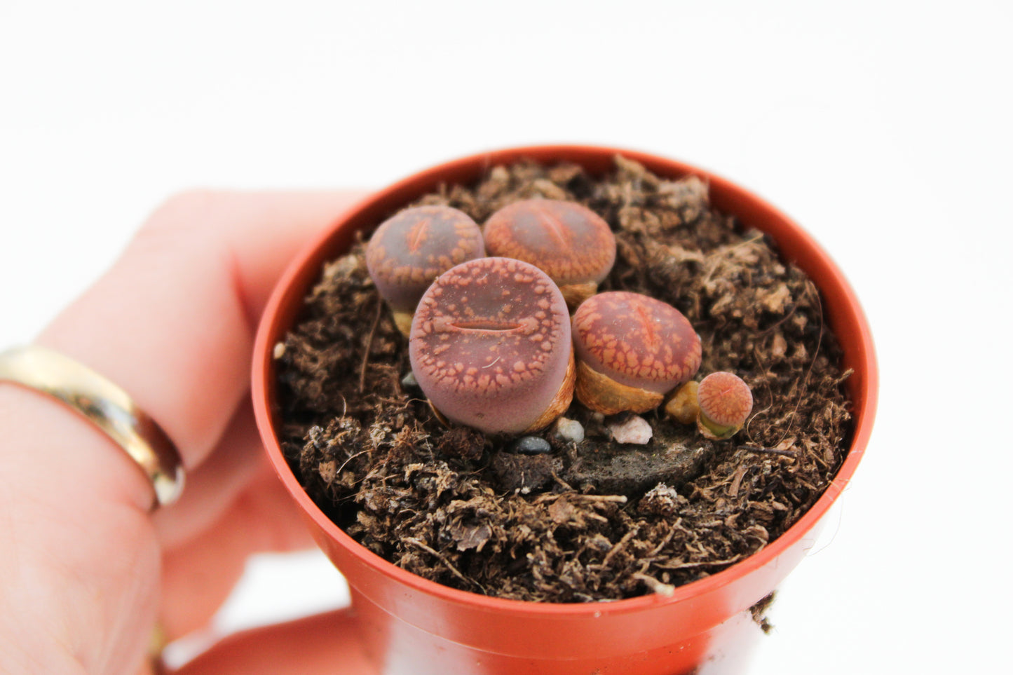 Lithops Aucampiae var. Glaudinae (C116)