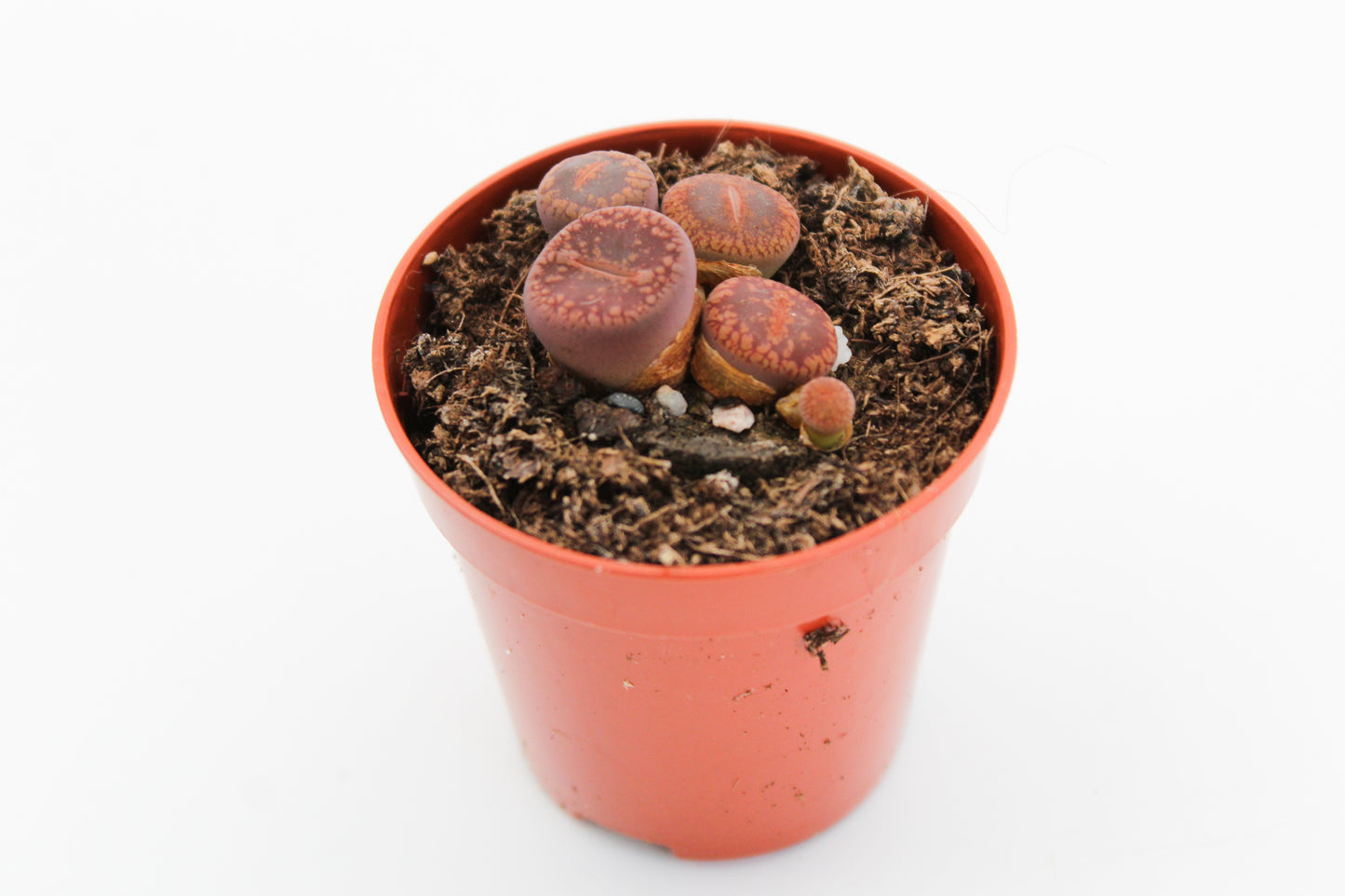 Lithops Aucampiae var. Glaudinae (C116)
