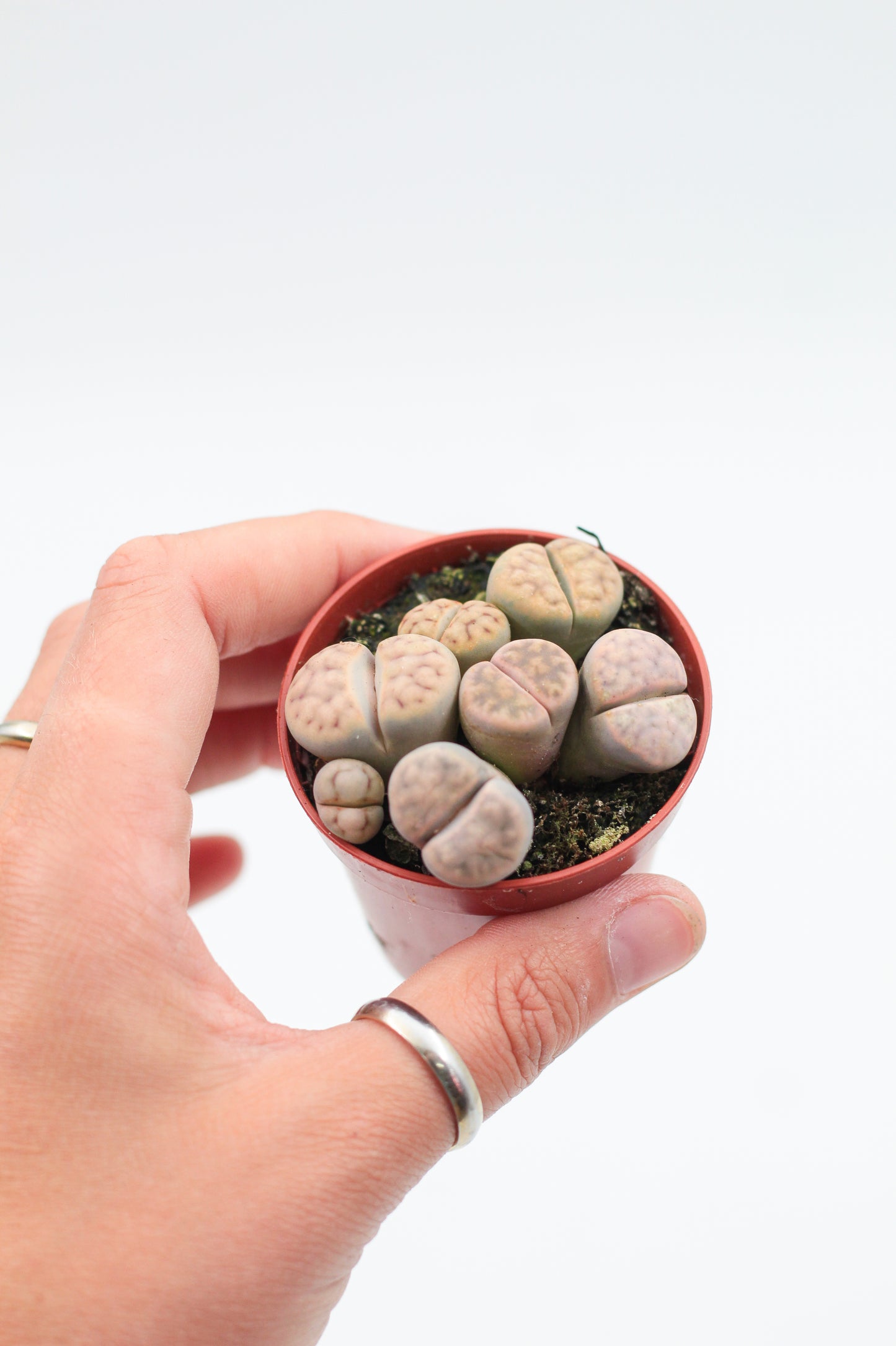 Lithops Karasmontana