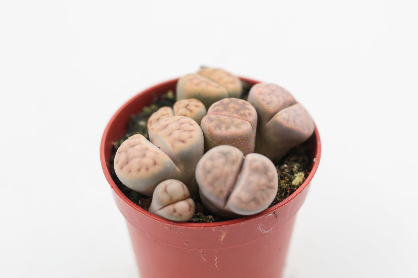 Lithops Karasmontana