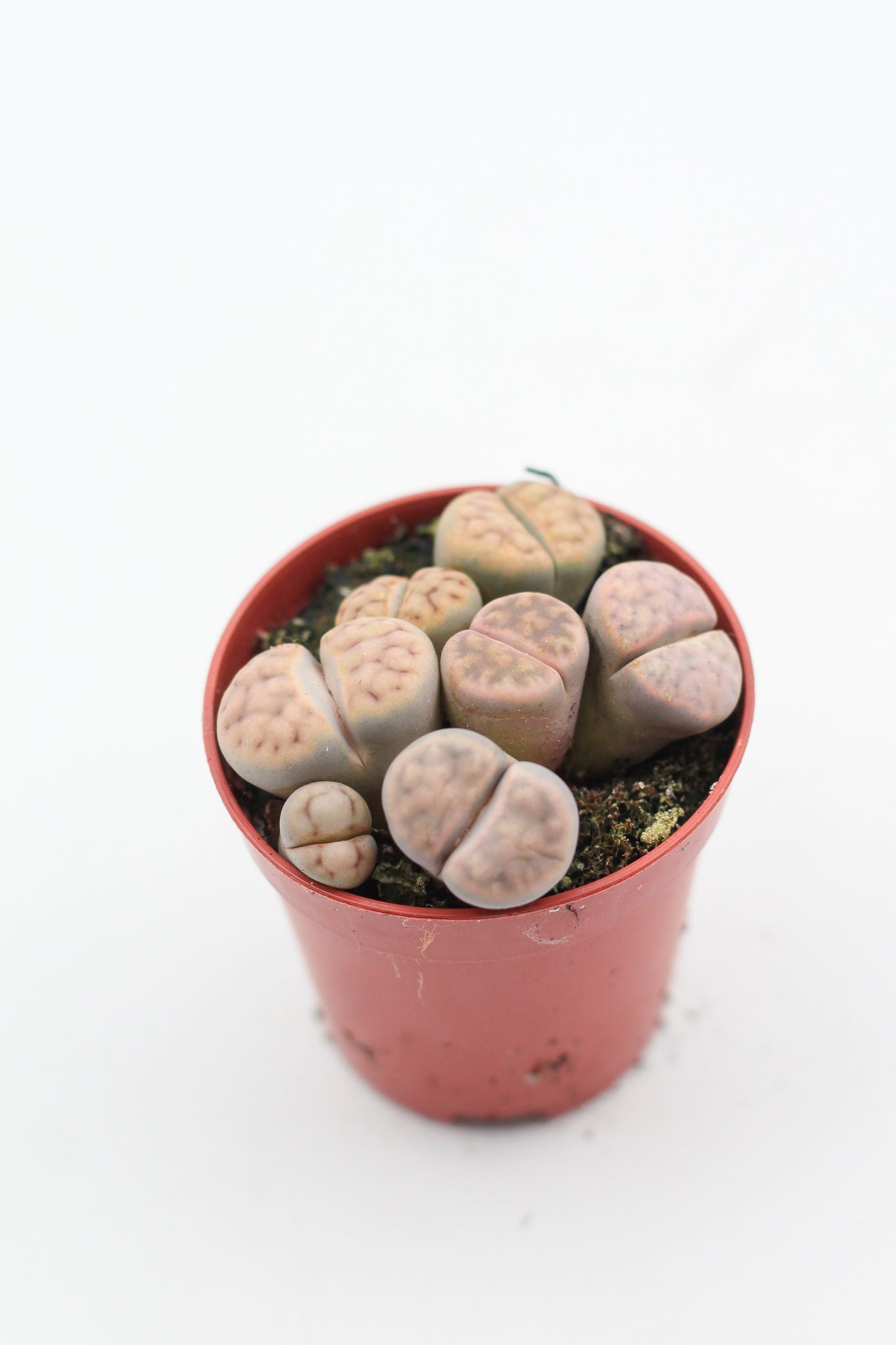 Lithops Karasmontana