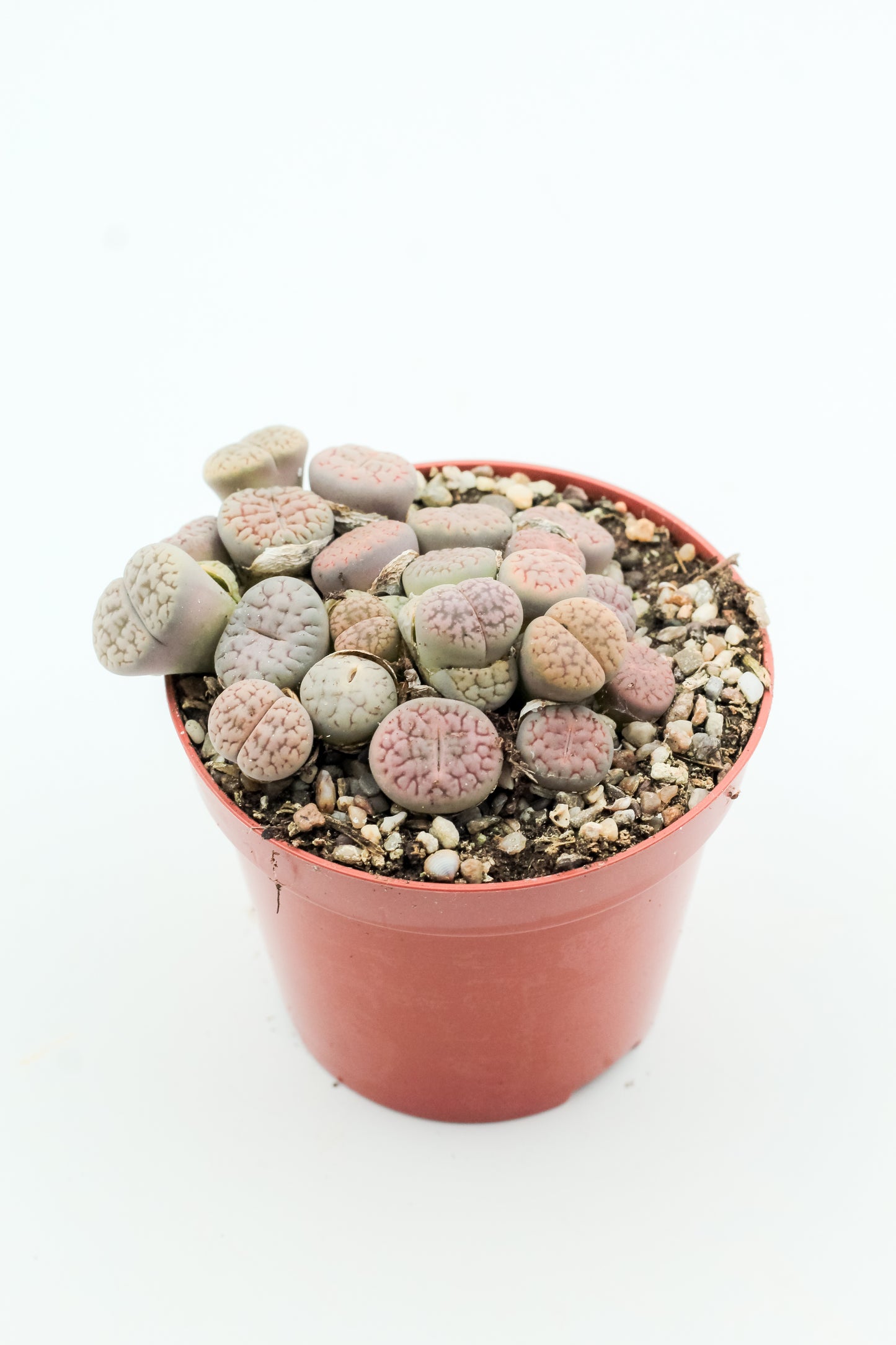 Lithops schwantesii