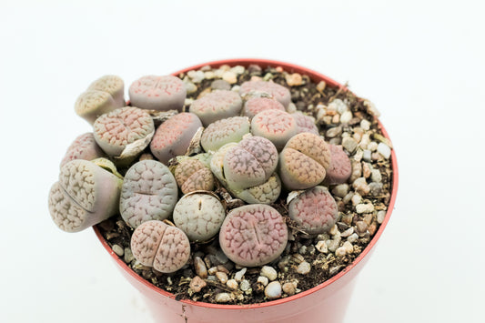 Lithops schwantesii