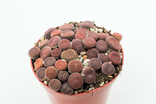 Lithops aucampiae