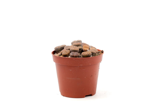 Lithops bromfieldii