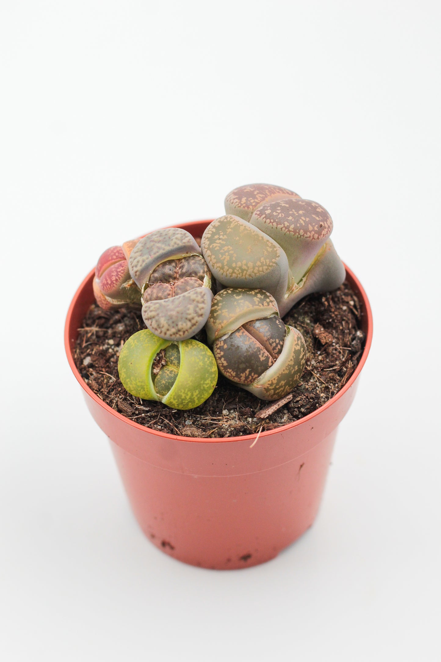 Lithops large stone mix