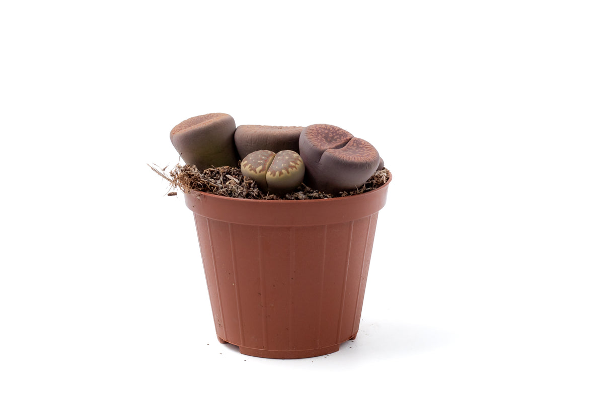Lithops hookeri v. hookeri C113