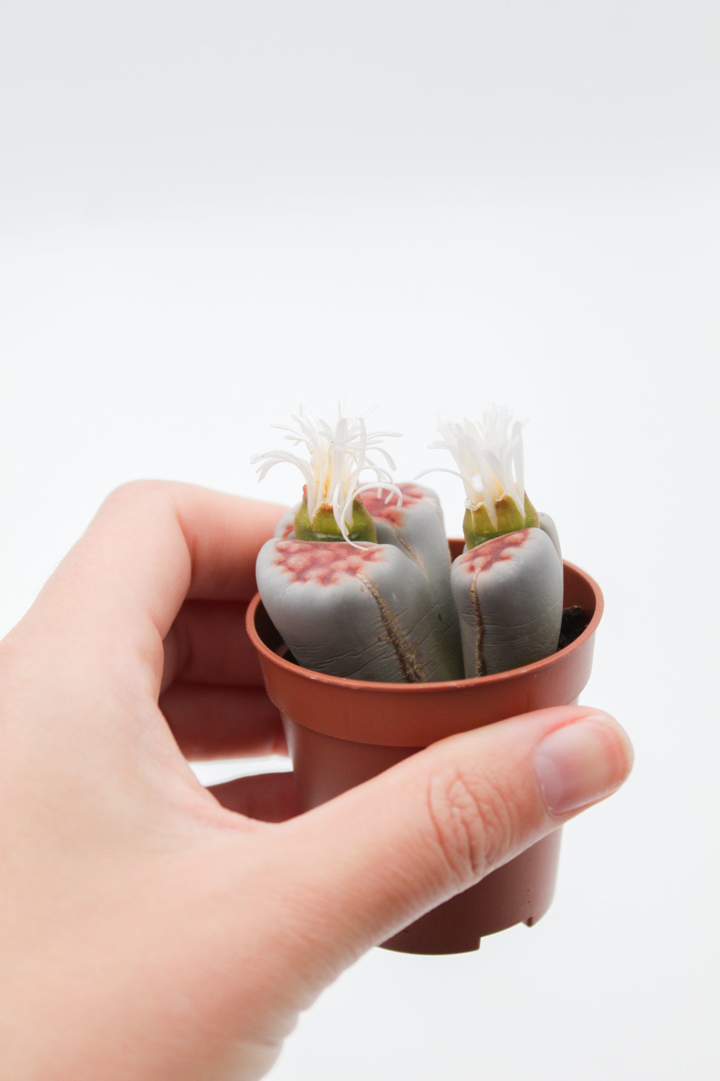 Lithops karasmontana 'red tops' (grote stenen)