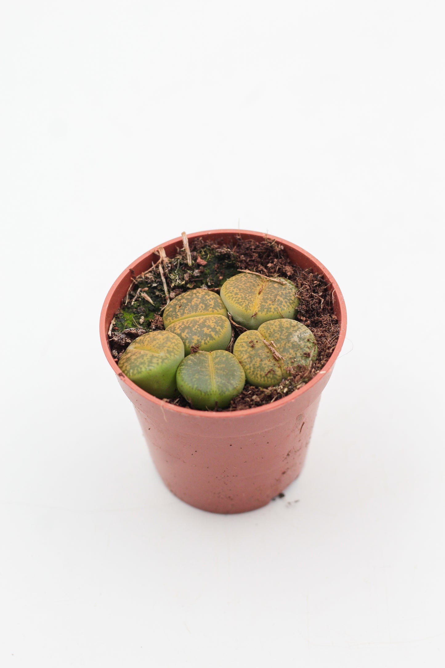 Lithops aucampiae C395 cv. Jackson’s Jade