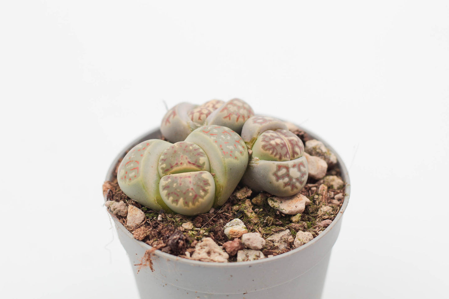 Lithops dorotheae