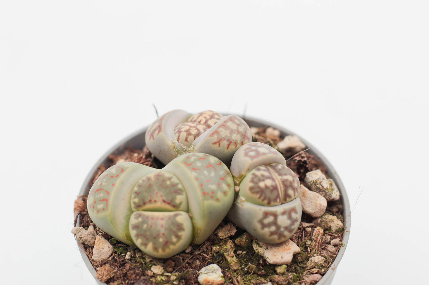 Lithops dorotheae