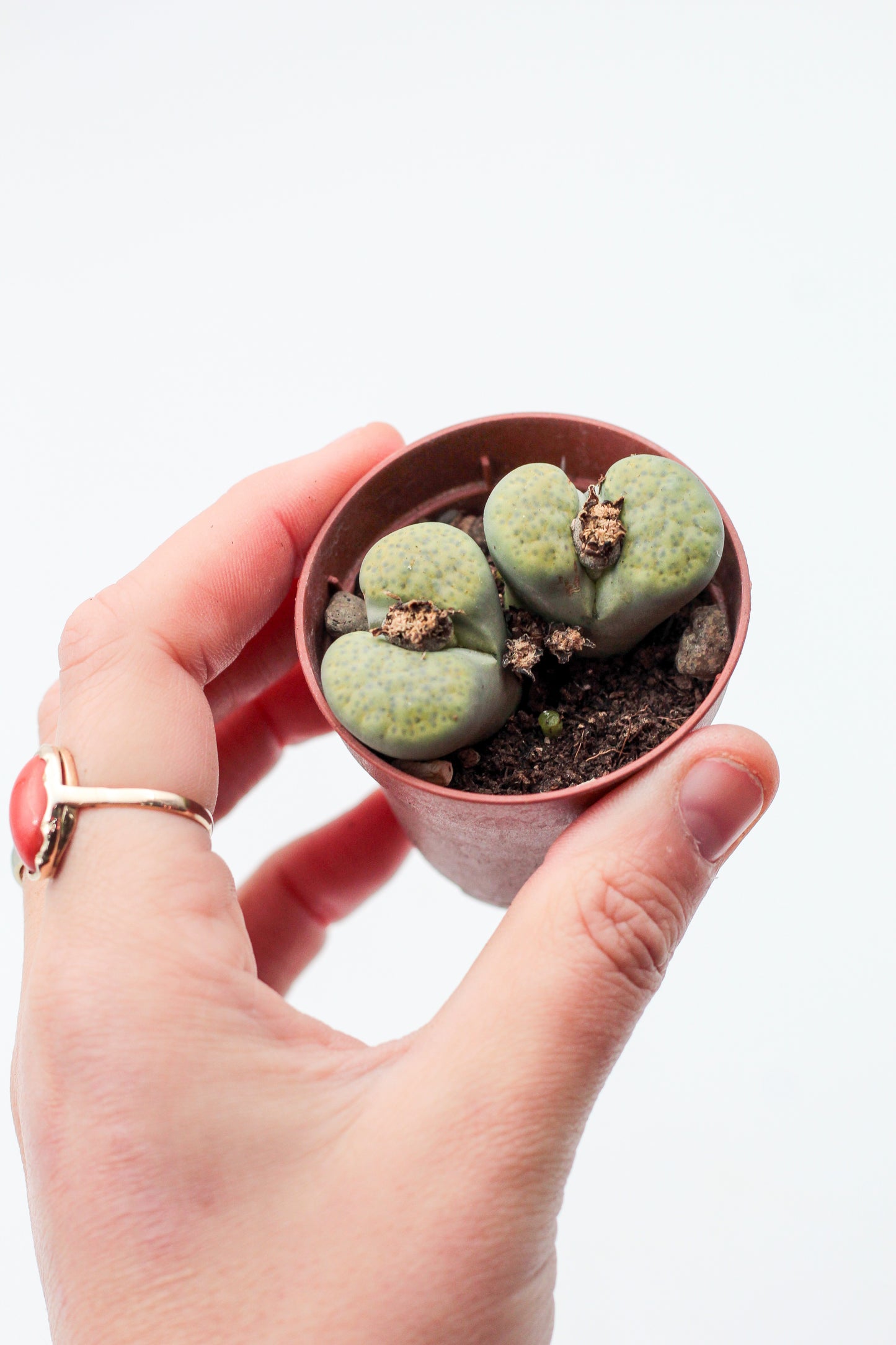 Lithops fulviceps v. fulviceps 'Aurea'
