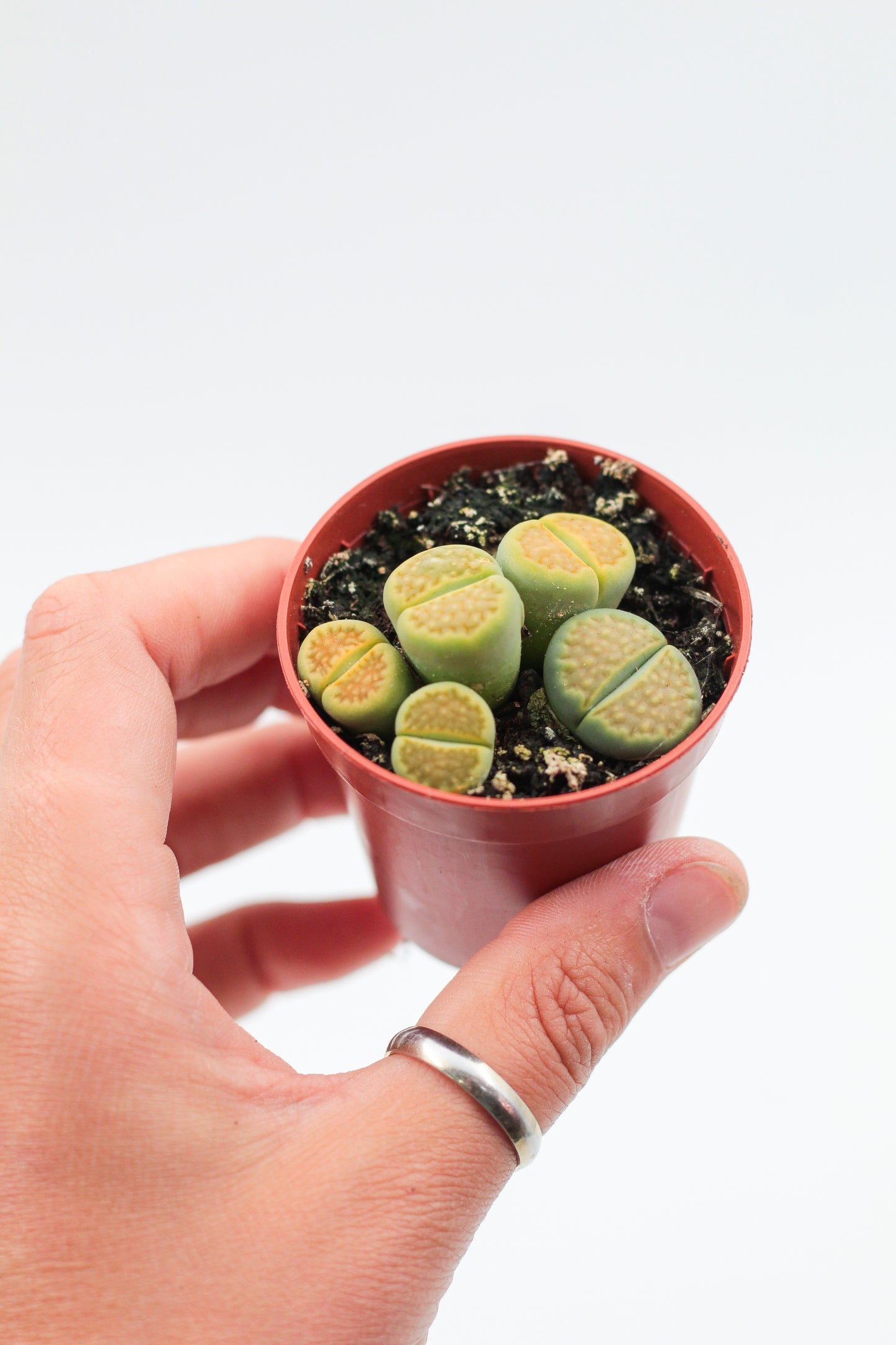 Lithops hallii Greensoap stone