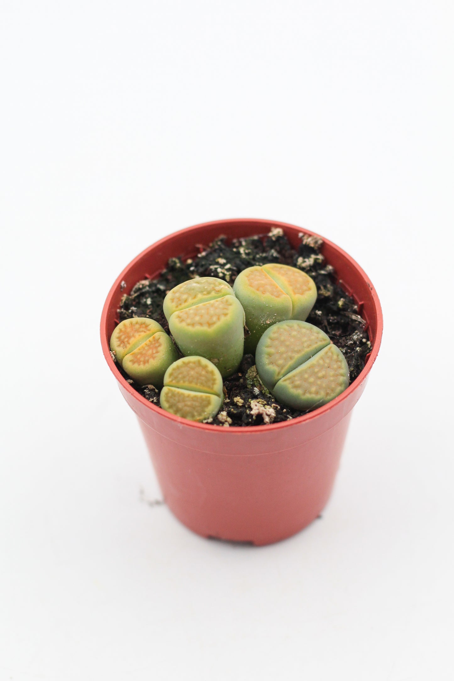 Lithops hallii Greensoap stone