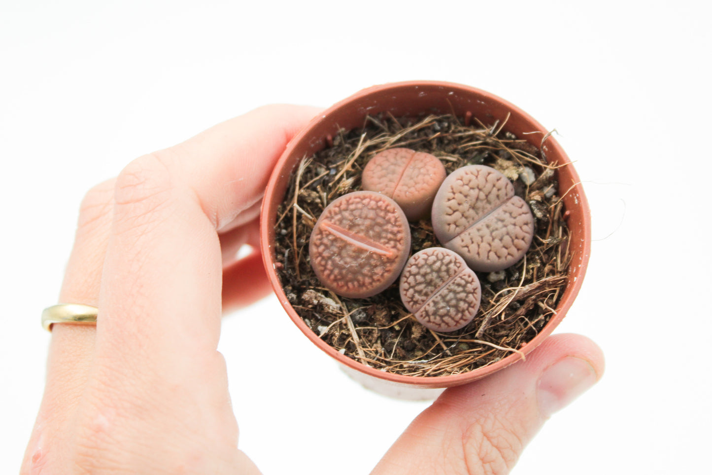 Lithops Hookeri