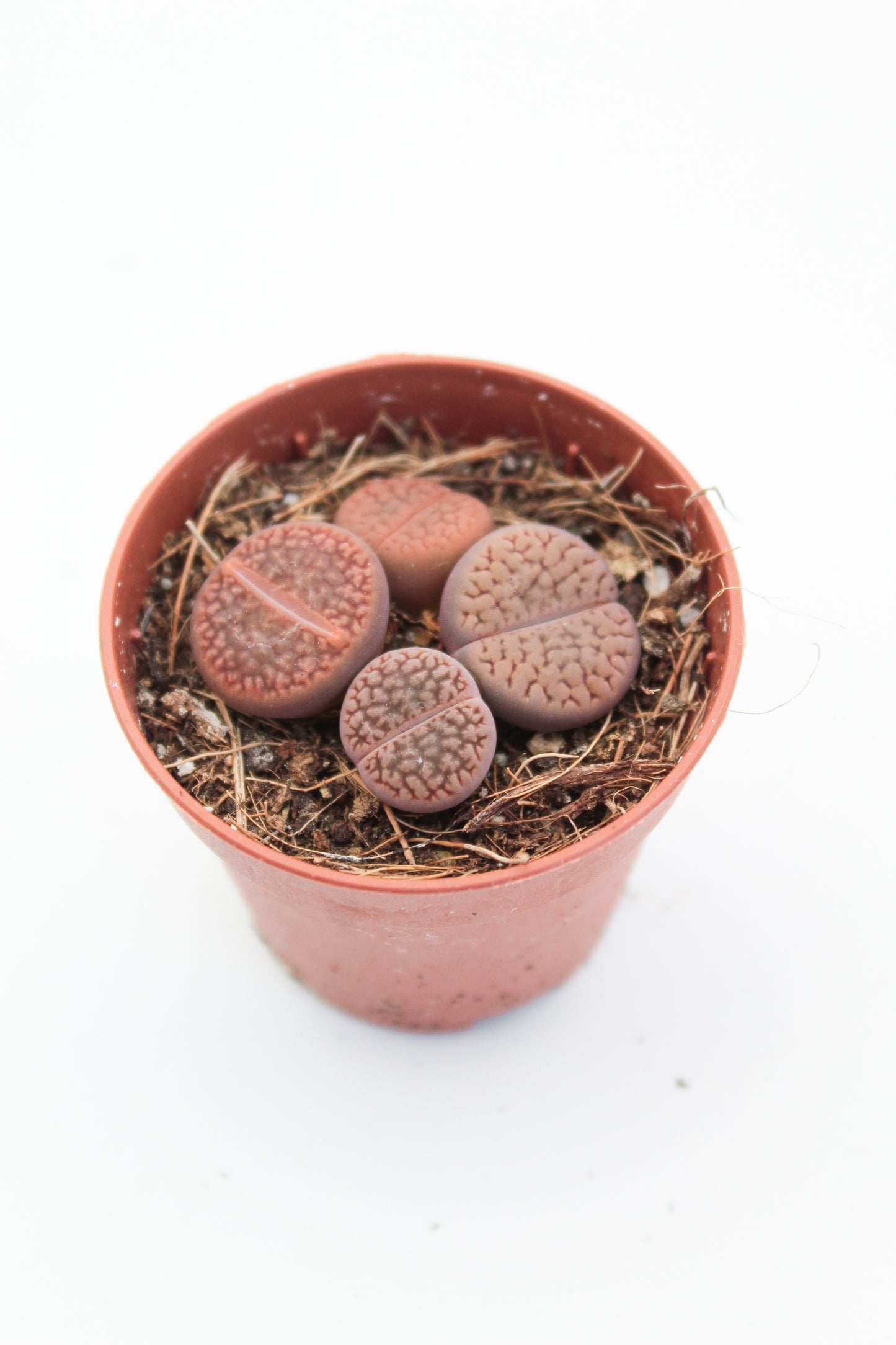 Lithops Hookeri