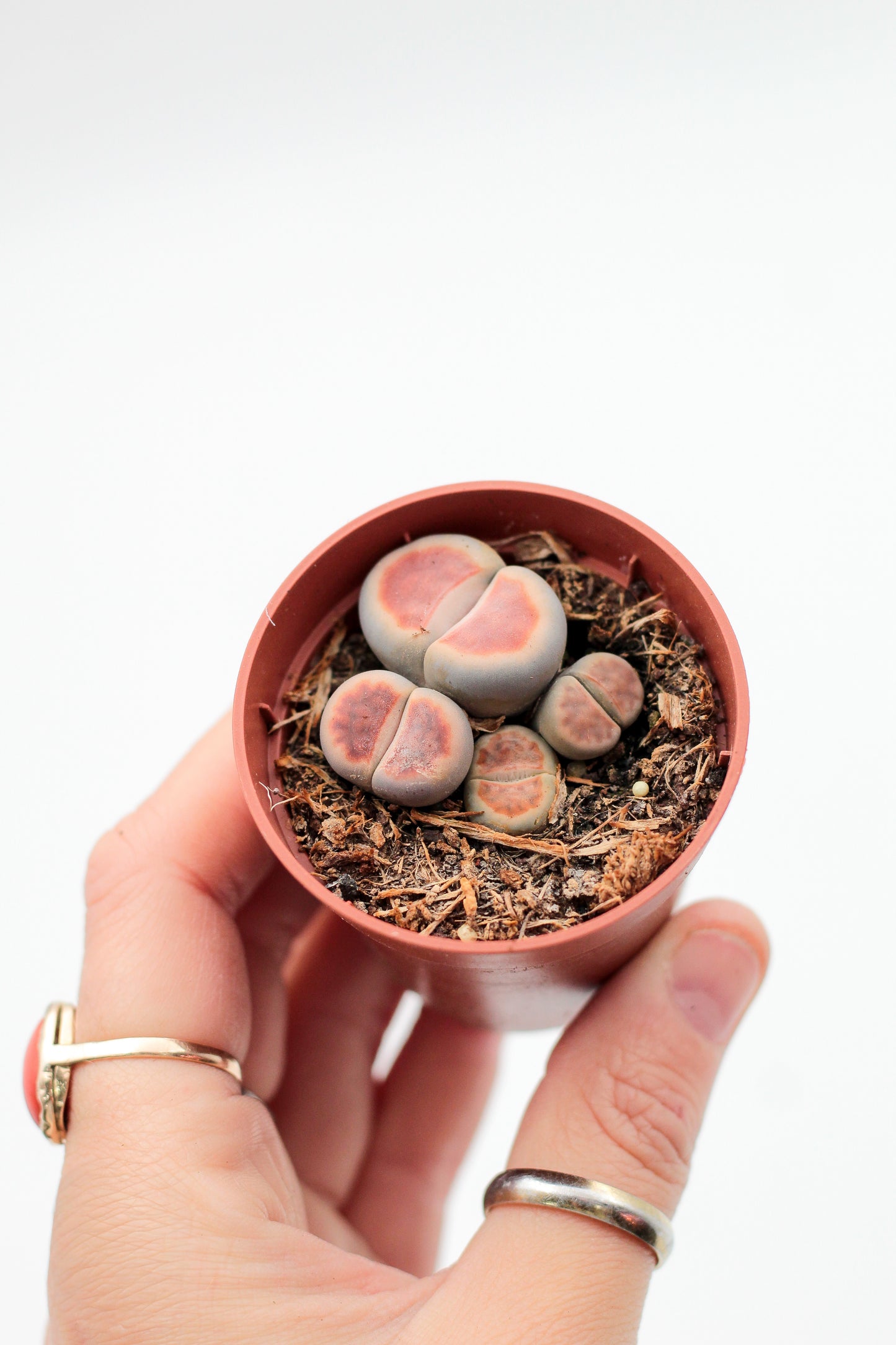 Lithops karasmontana Lateritia "red tops"