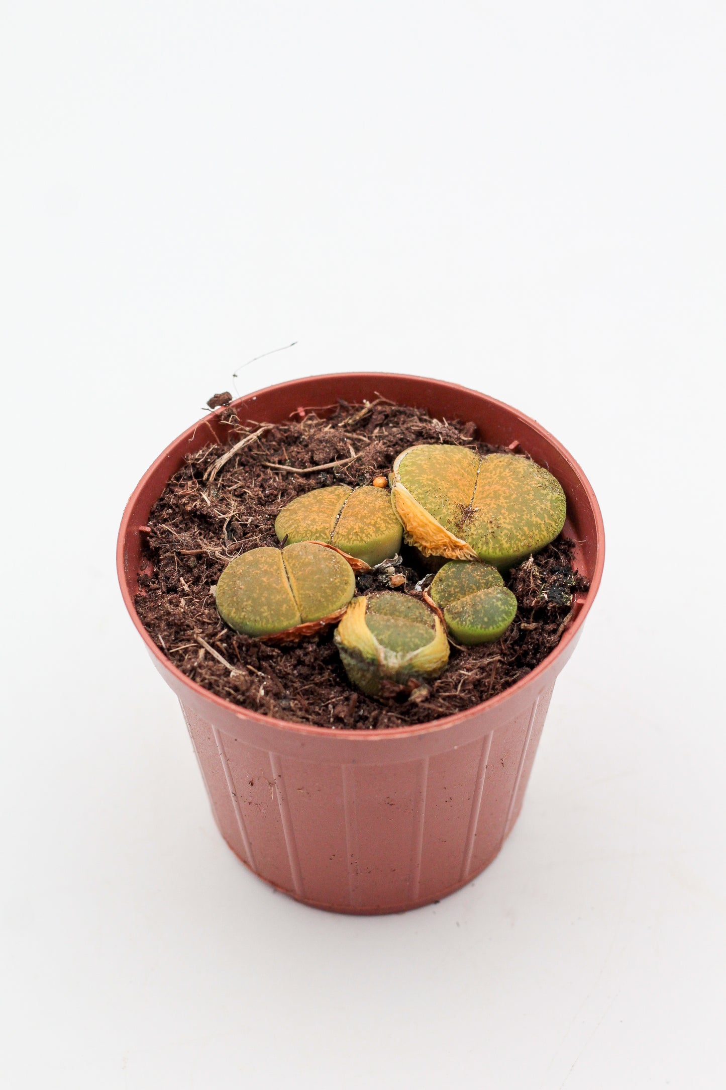 Lithops lesliei albinica