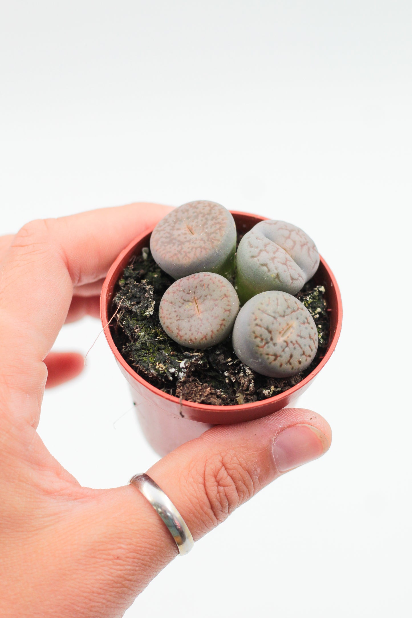 Lithops pseudotruncatella