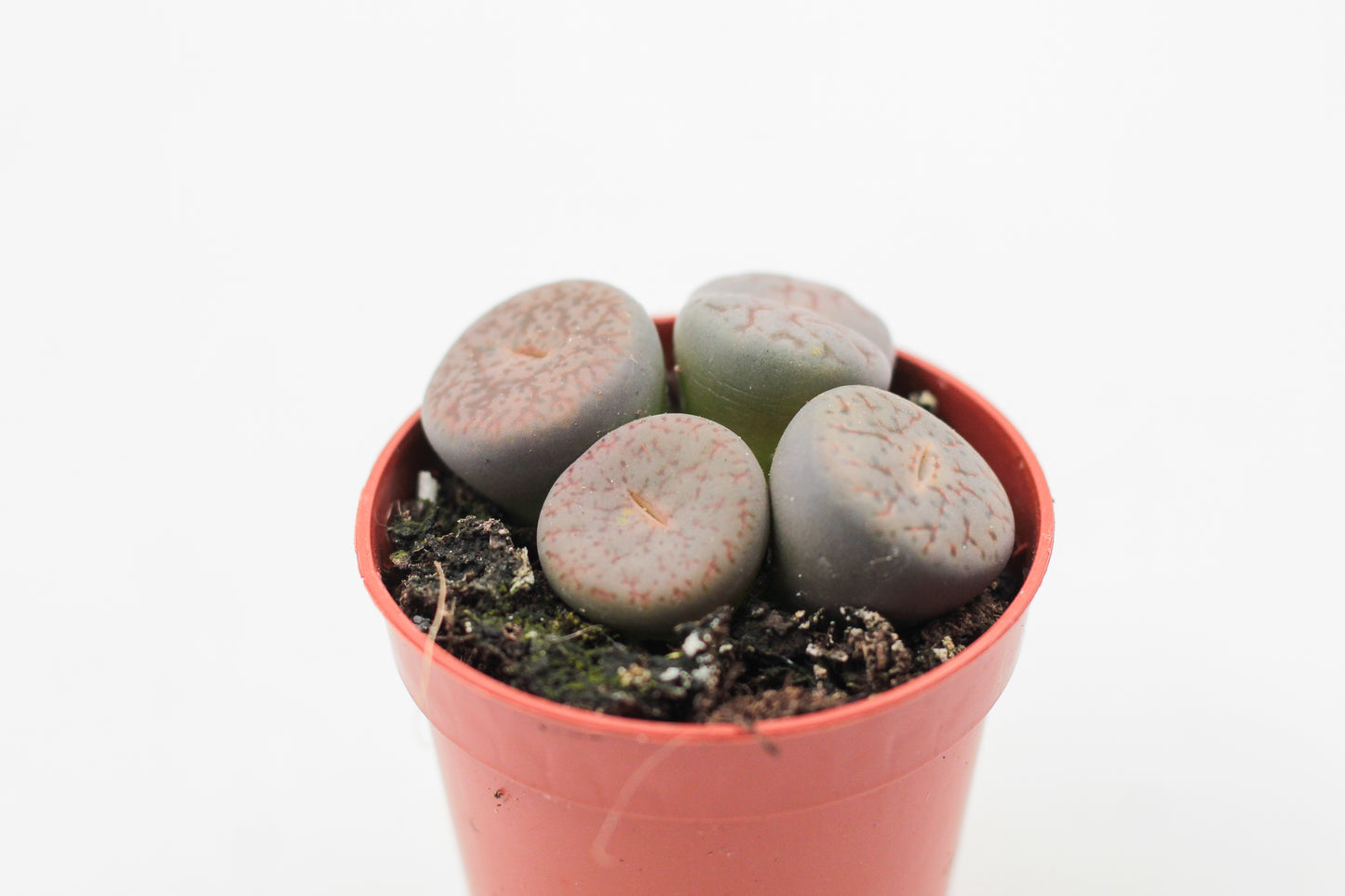 Lithops pseudotruncatella