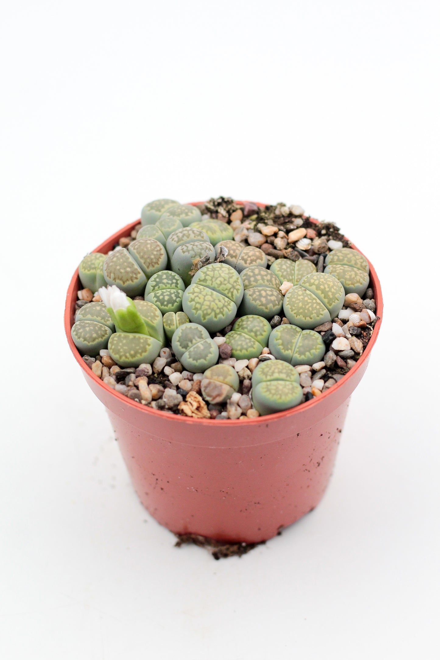 Lithops salicola Malachite
