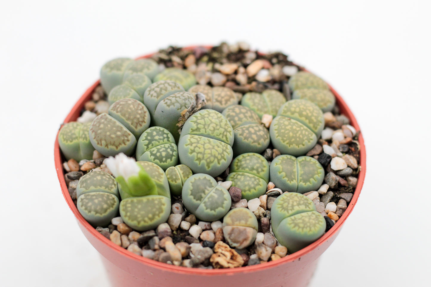 Lithops salicola Malachite