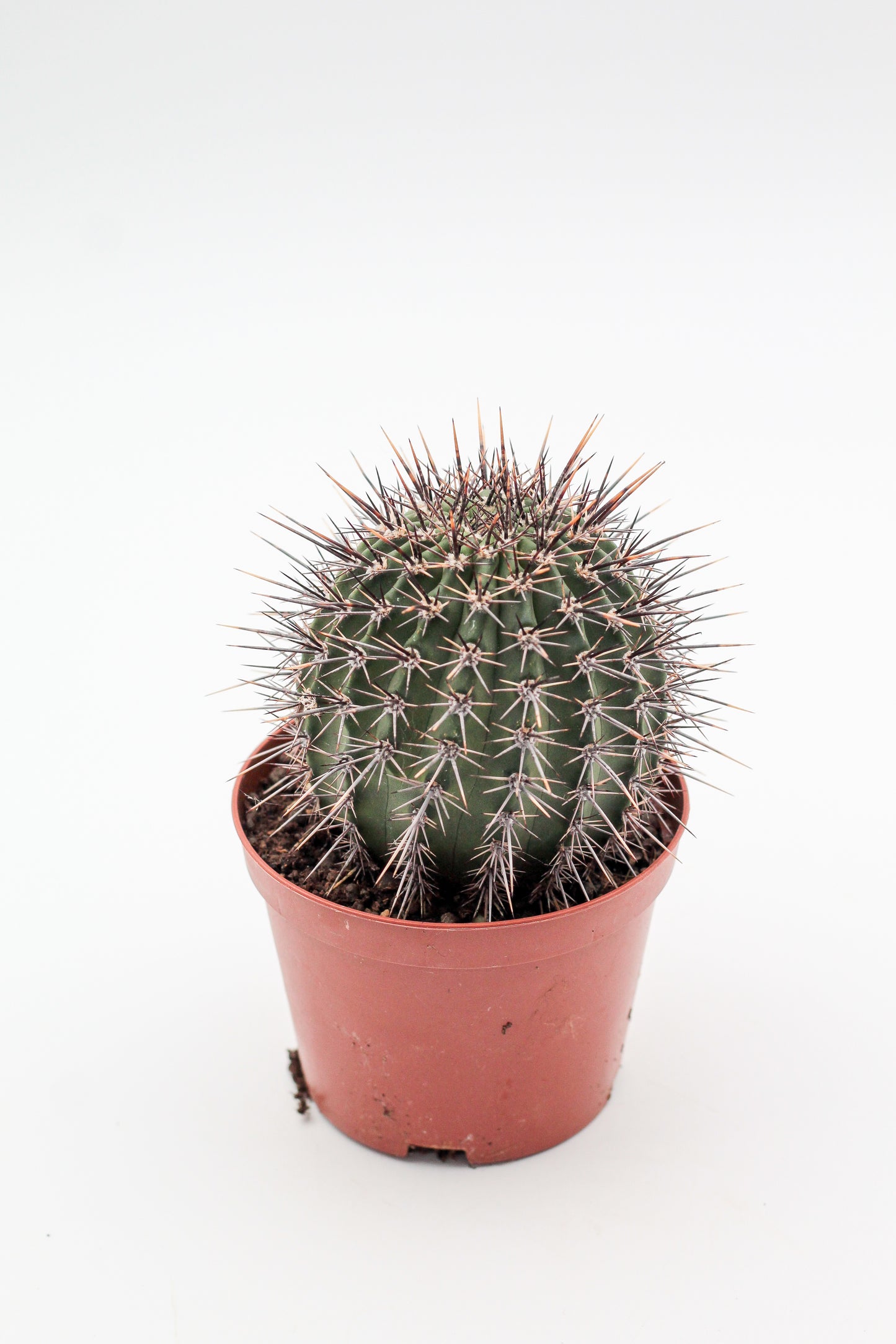 Lobivia aurea var. fallax