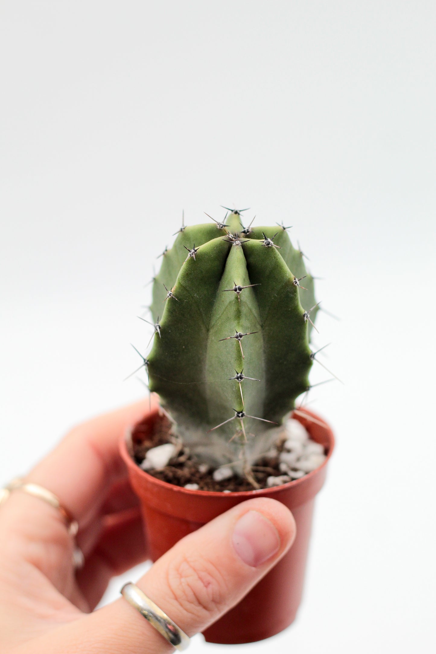 Lophocereus schottii (Pachycereus schottii)