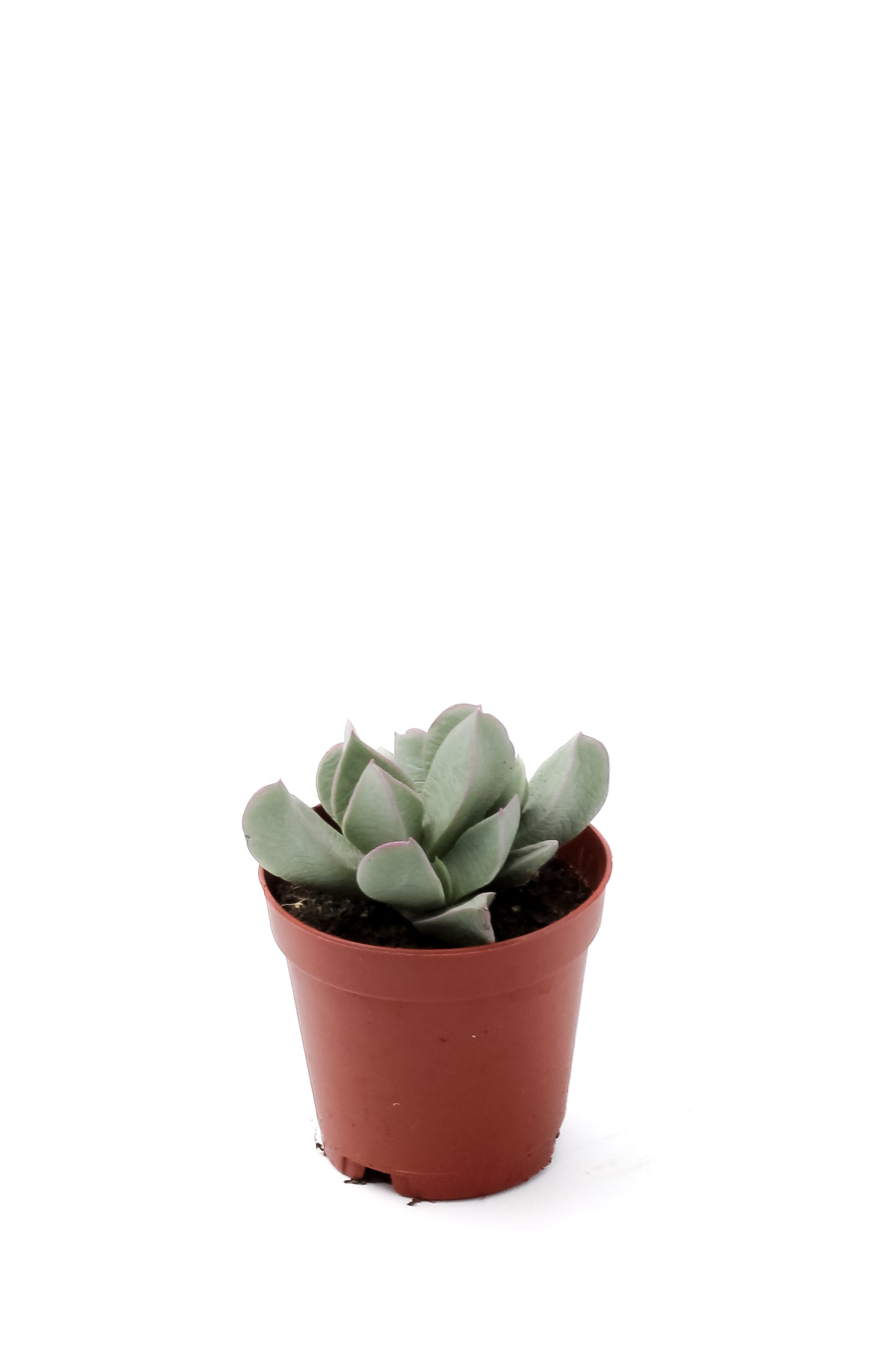 Machairophyllum brevifolium