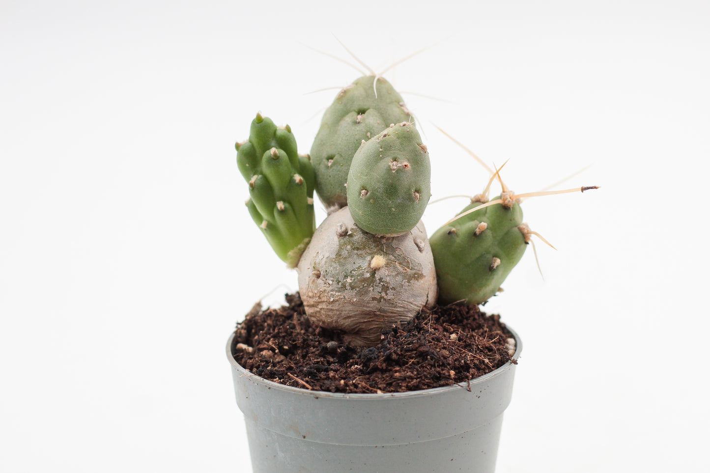 Maihueniopsis darwinii