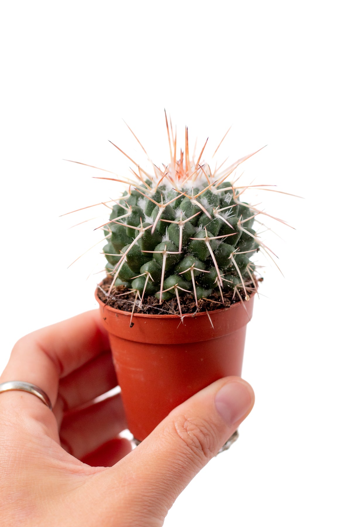 Mammillaria karwinskiana subs. nejapensis